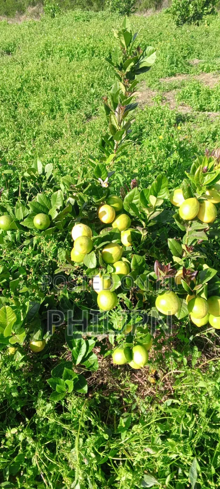 100 Acres Prime Horticultural Farm for Sale or Lease Narumoru, Kenya