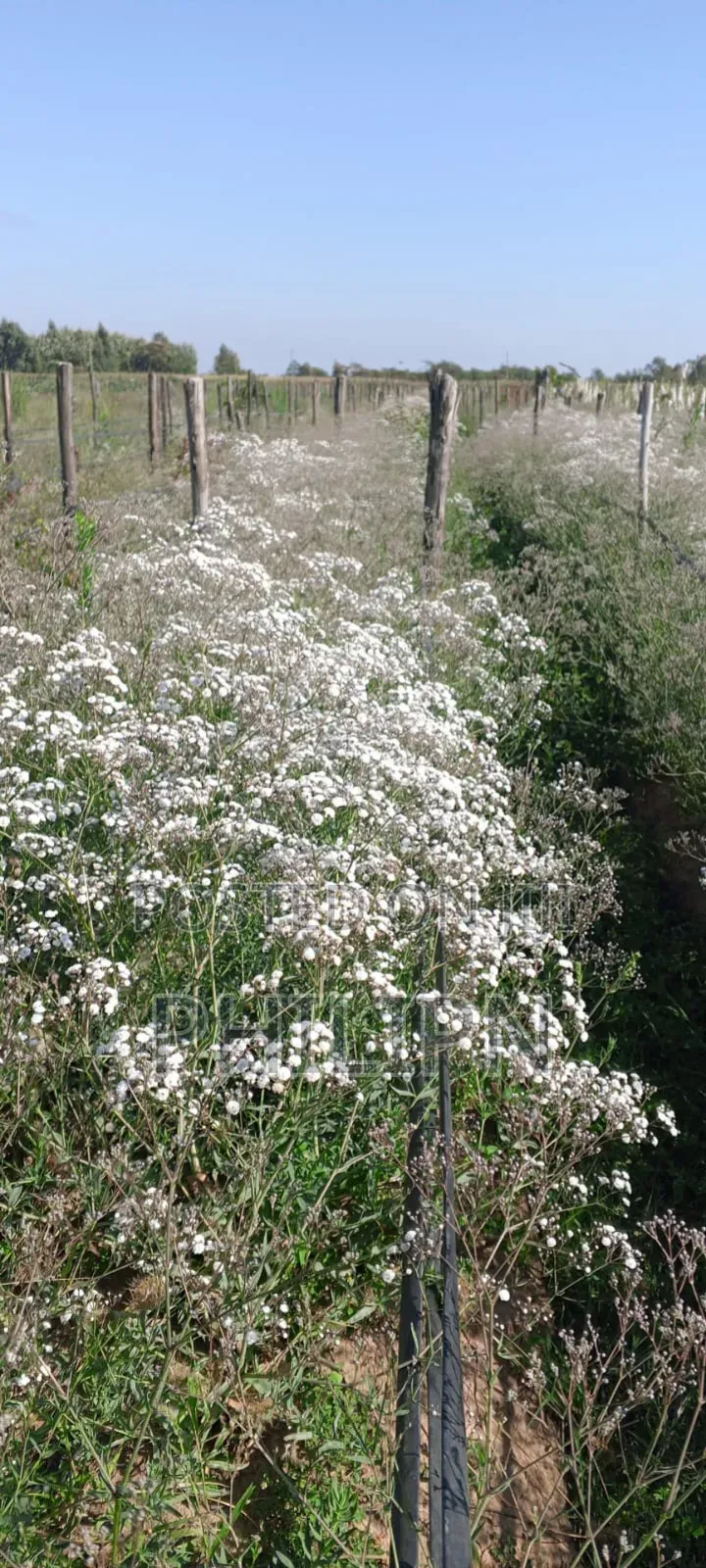 100 Acres Prime Horticultural Farm for Sale or Lease Narumoru, Kenya