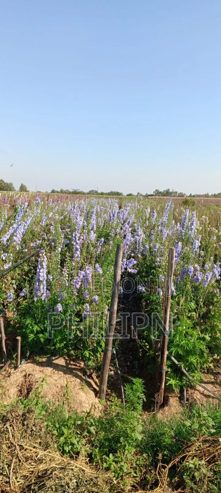 100 Acres Prime Horticultural Farm for Sale or Lease Narumoru, Kenya