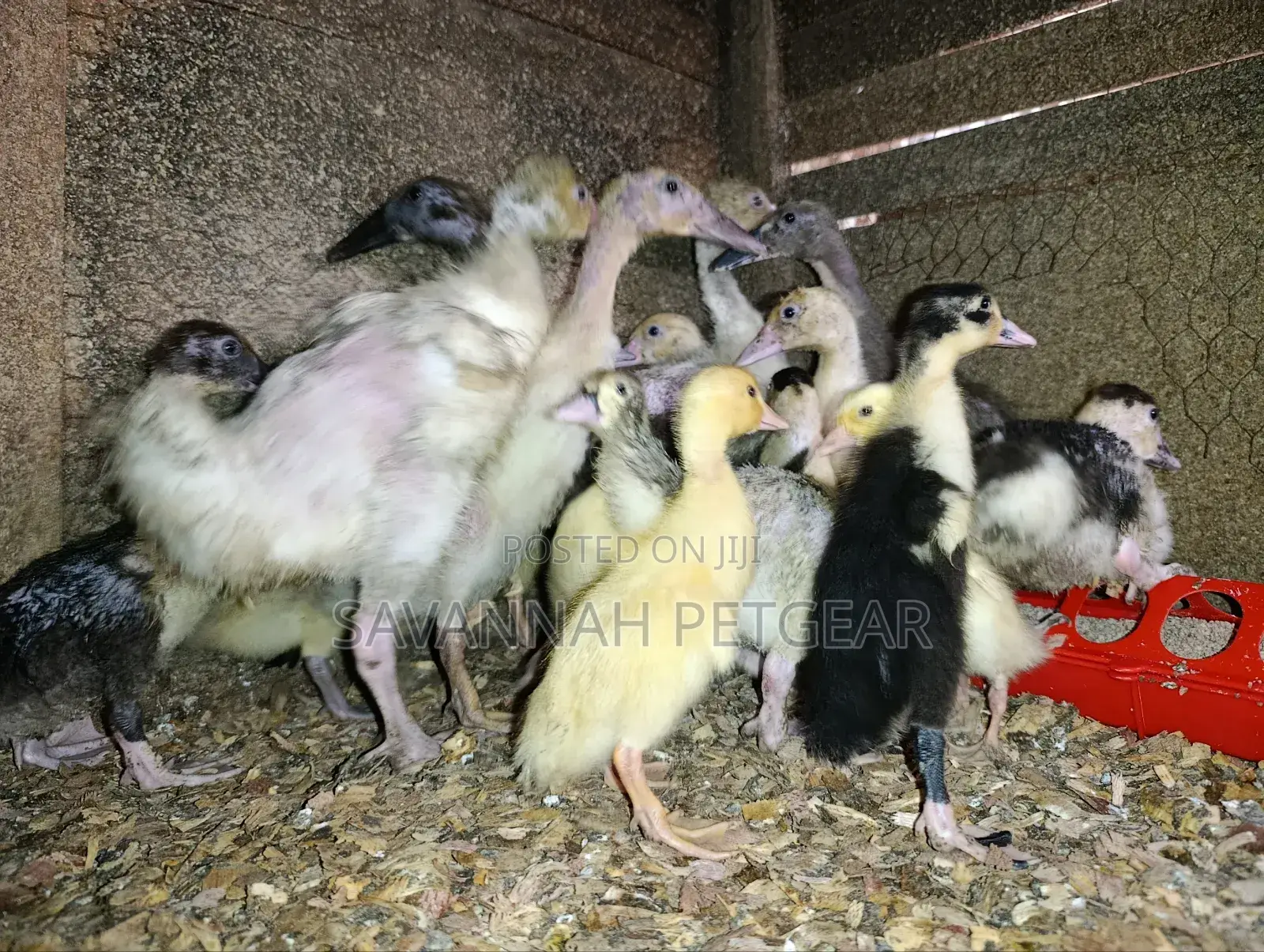 Small Domestic Black and White Ducklings Muscovy Mulard Breed
