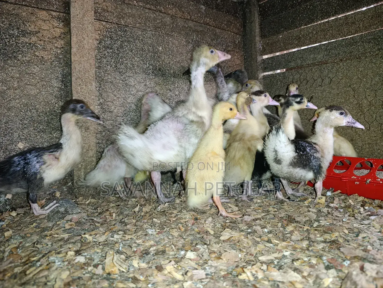 Small Domestic Black and White Ducklings Muscovy Mulard Breed