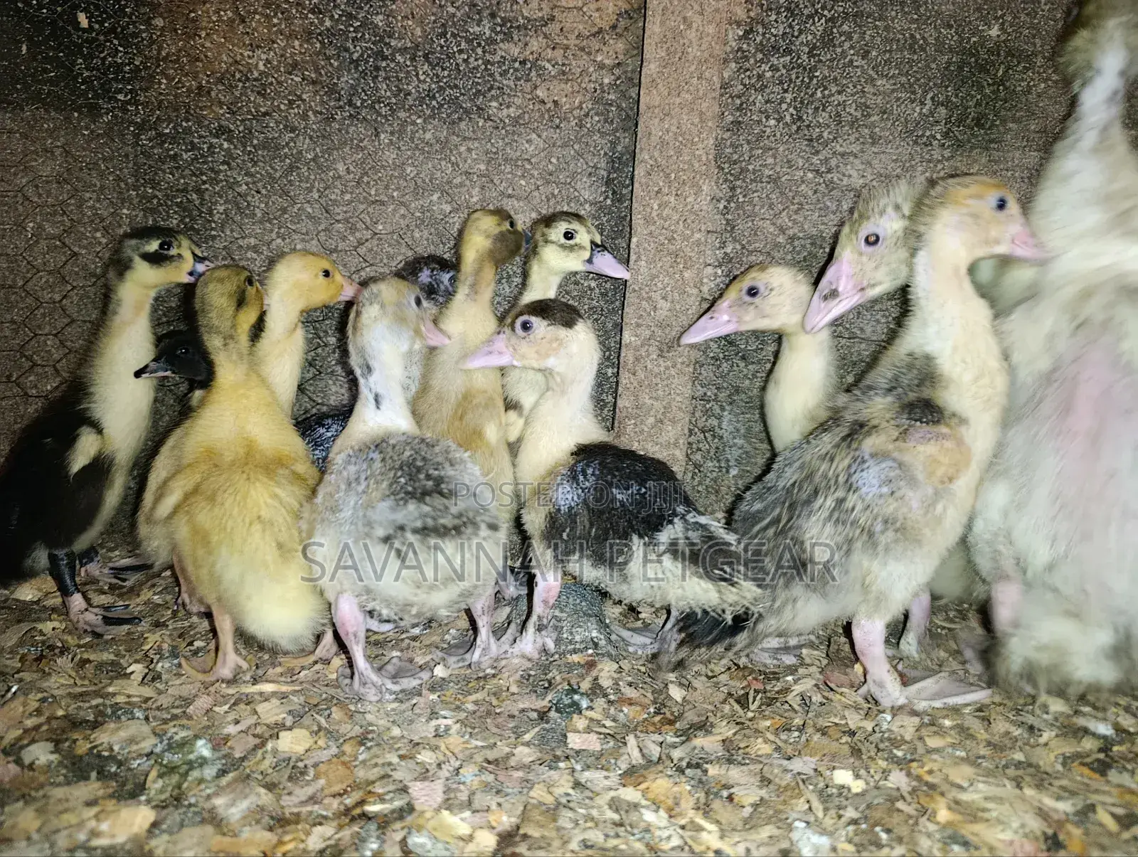 Small Domestic Black and White Ducklings Muscovy Mulard Breed