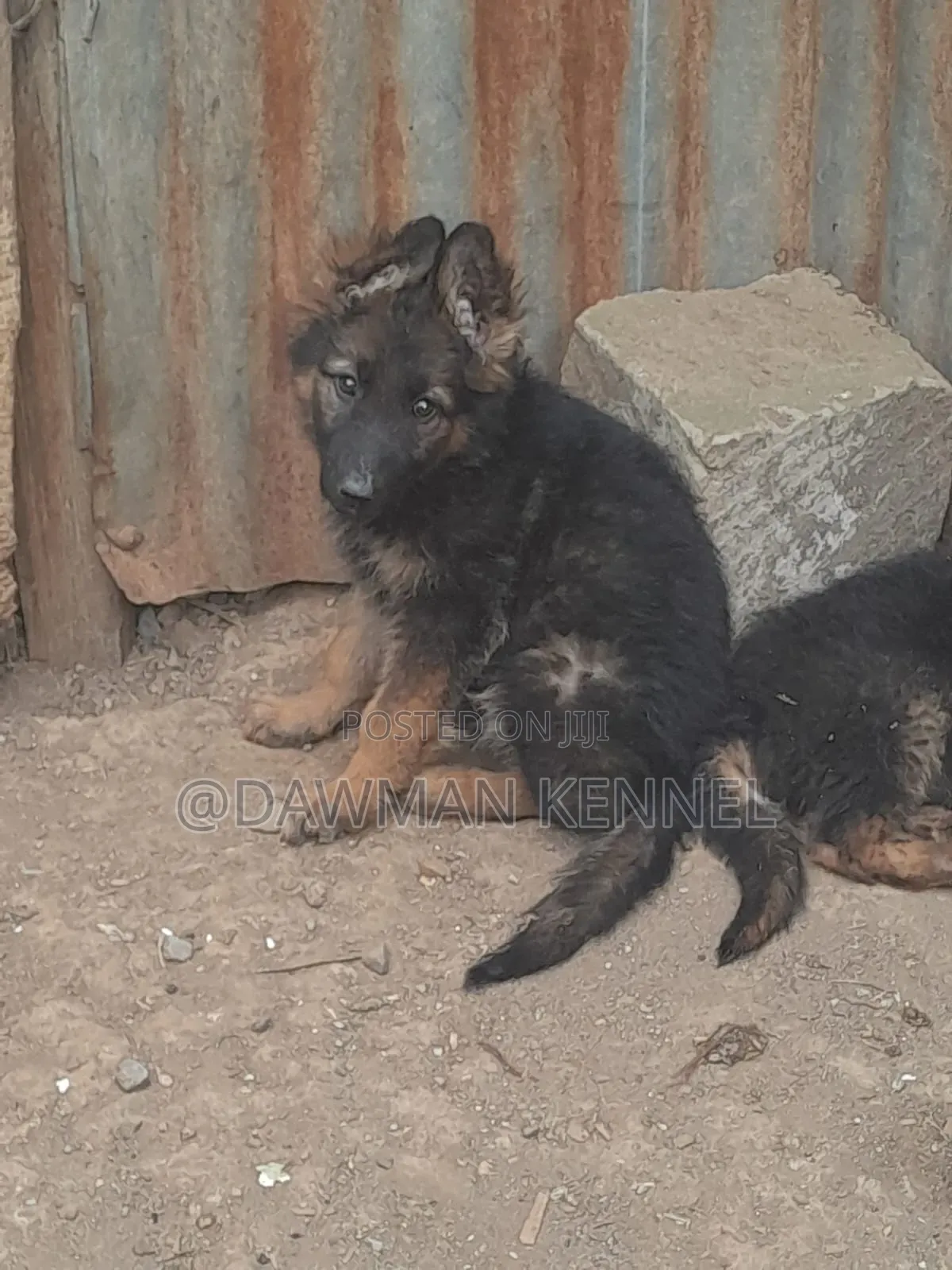 1-3 months Male Purebred German Shepherd
