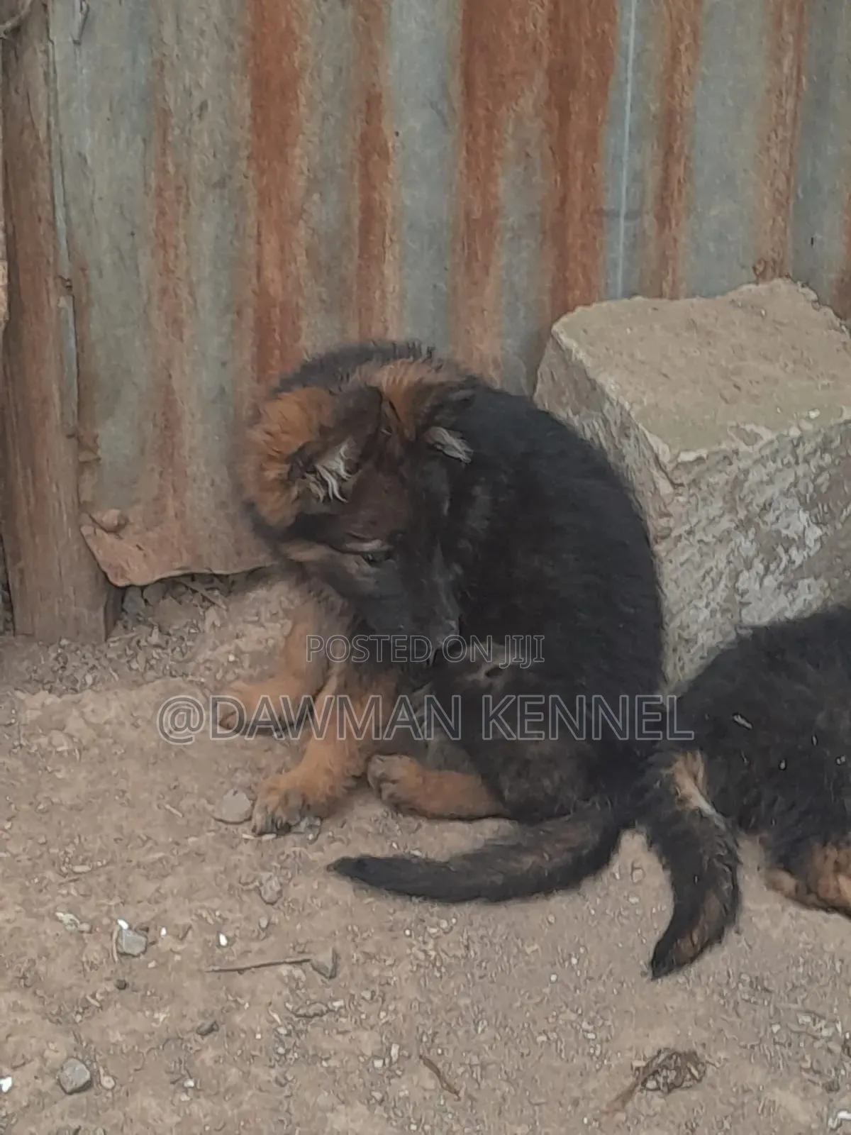 1-3 months Female Purebred German Shepherd