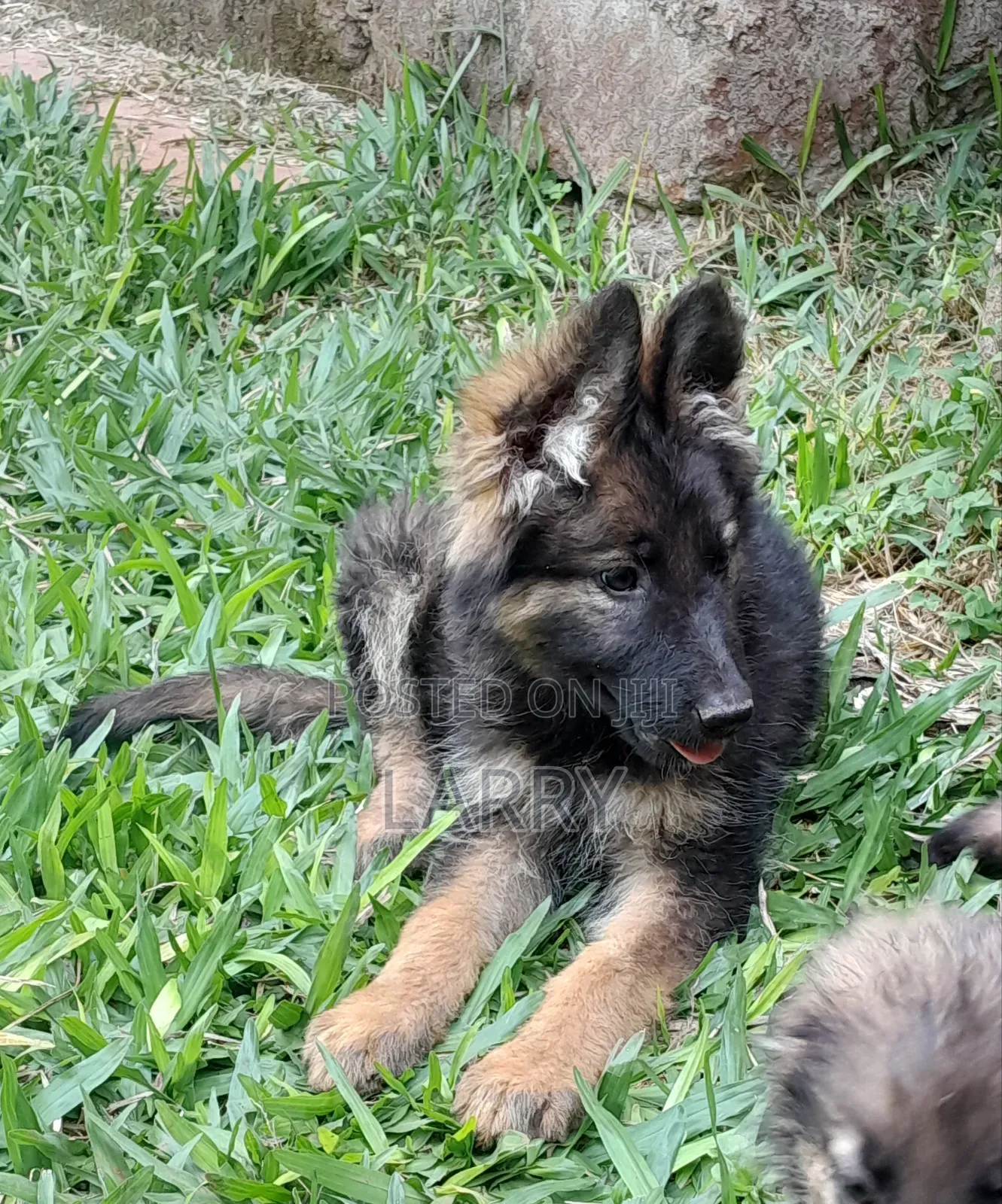 1-3 months Female Purebred German Shepherd