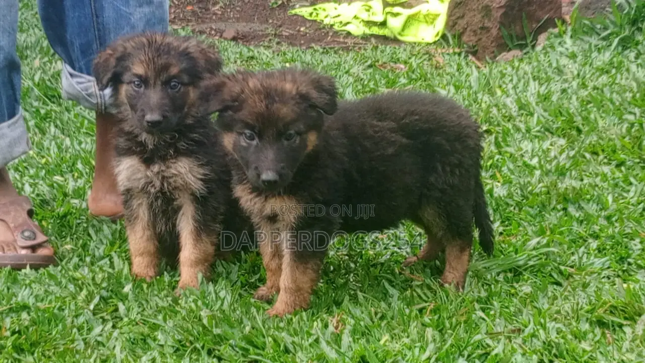 1-3 months Male Purebred German Shepherd