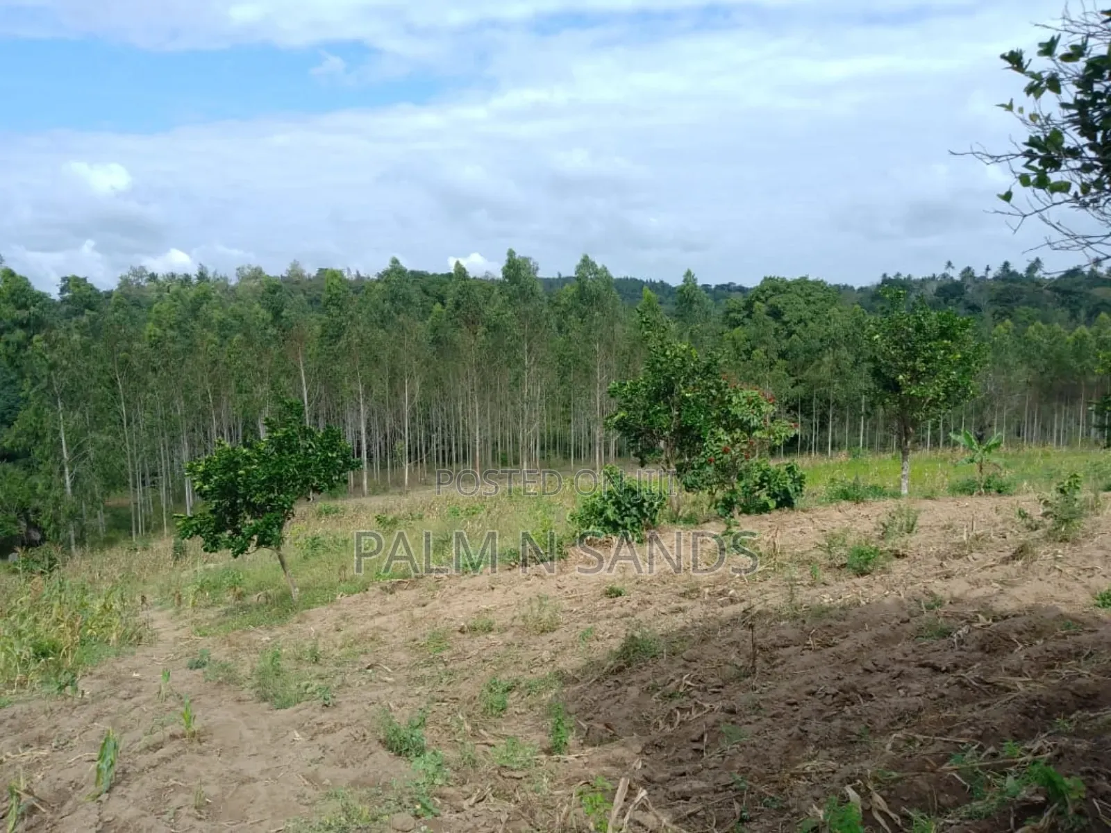 Shimbahills 31 Acre Farm on Sale