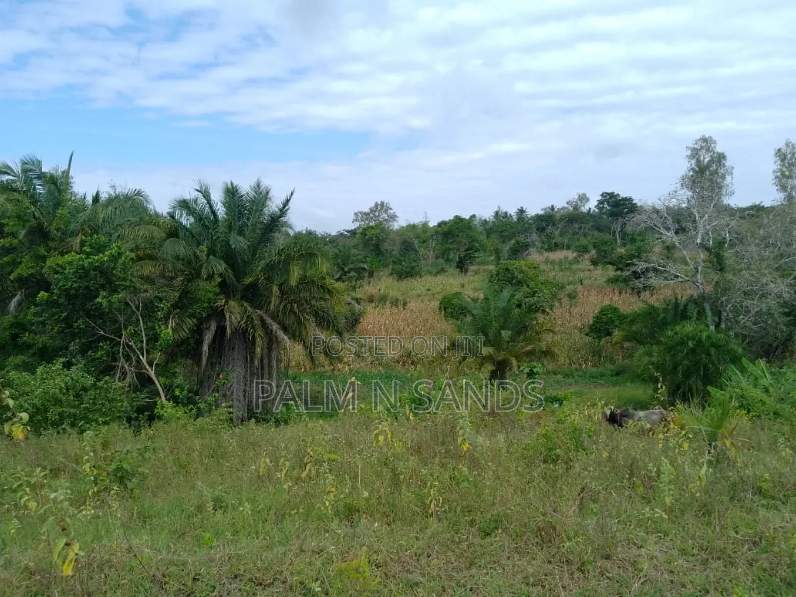Shimbahills 31 Acre Farm on Sale