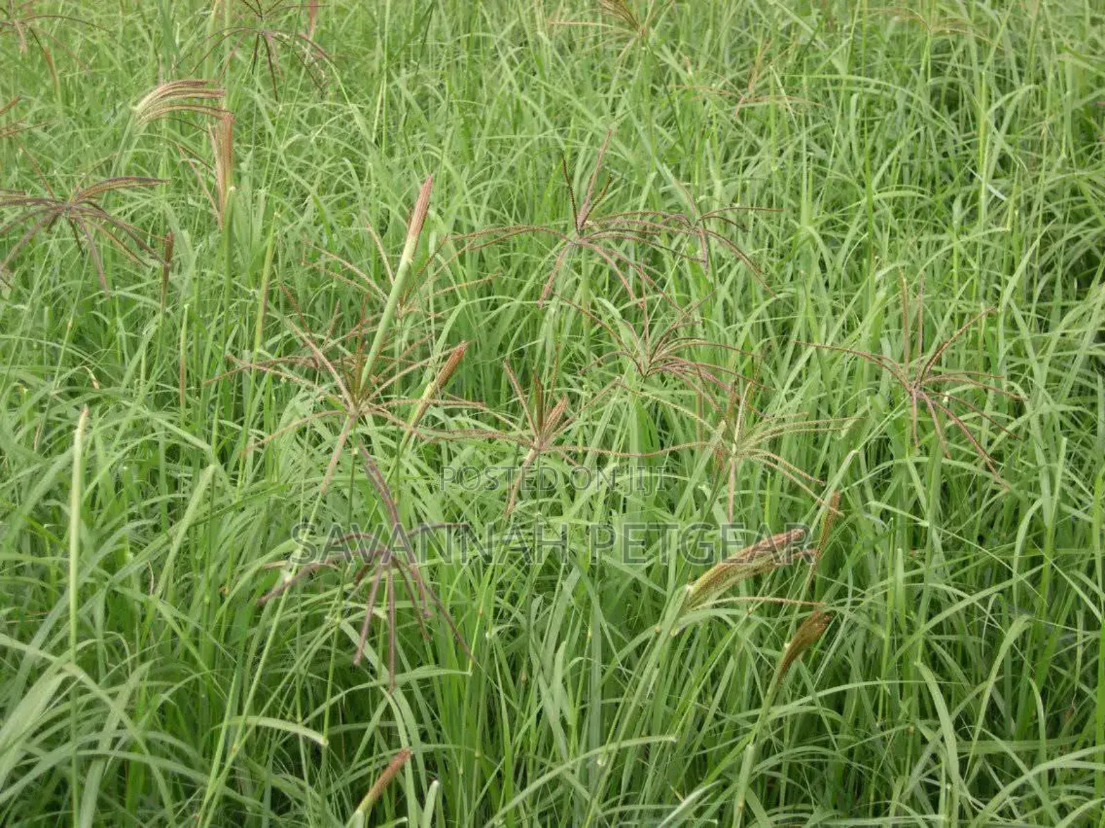 Boma Rhodes Grass (Pasture Seed)