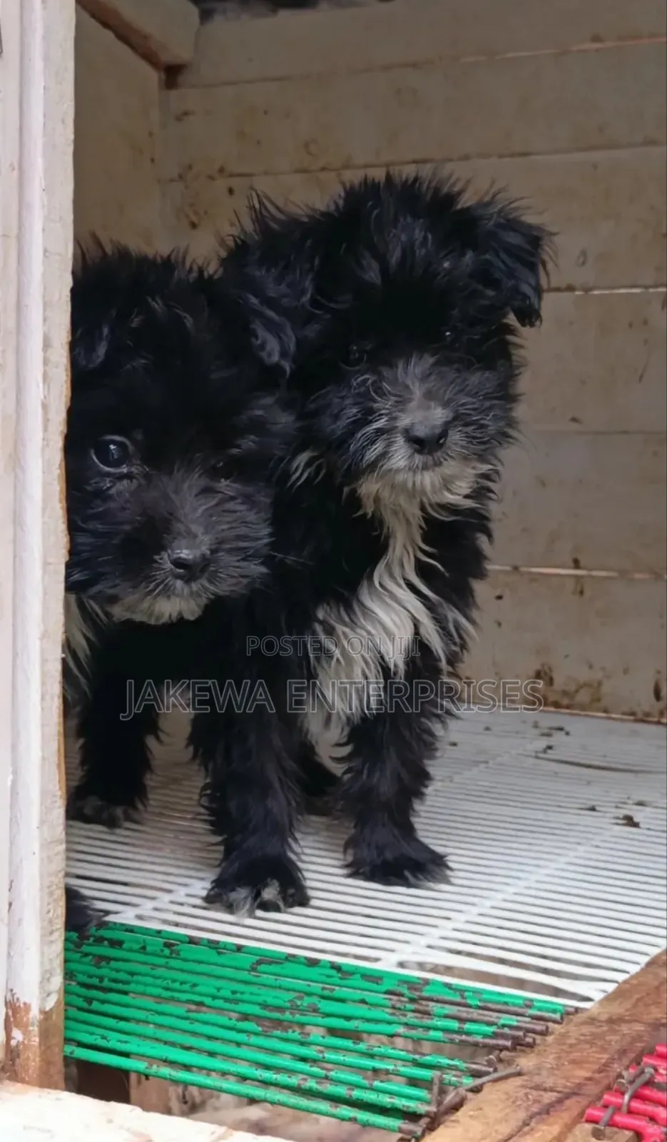 1-3 months Male Purebred Havanese
