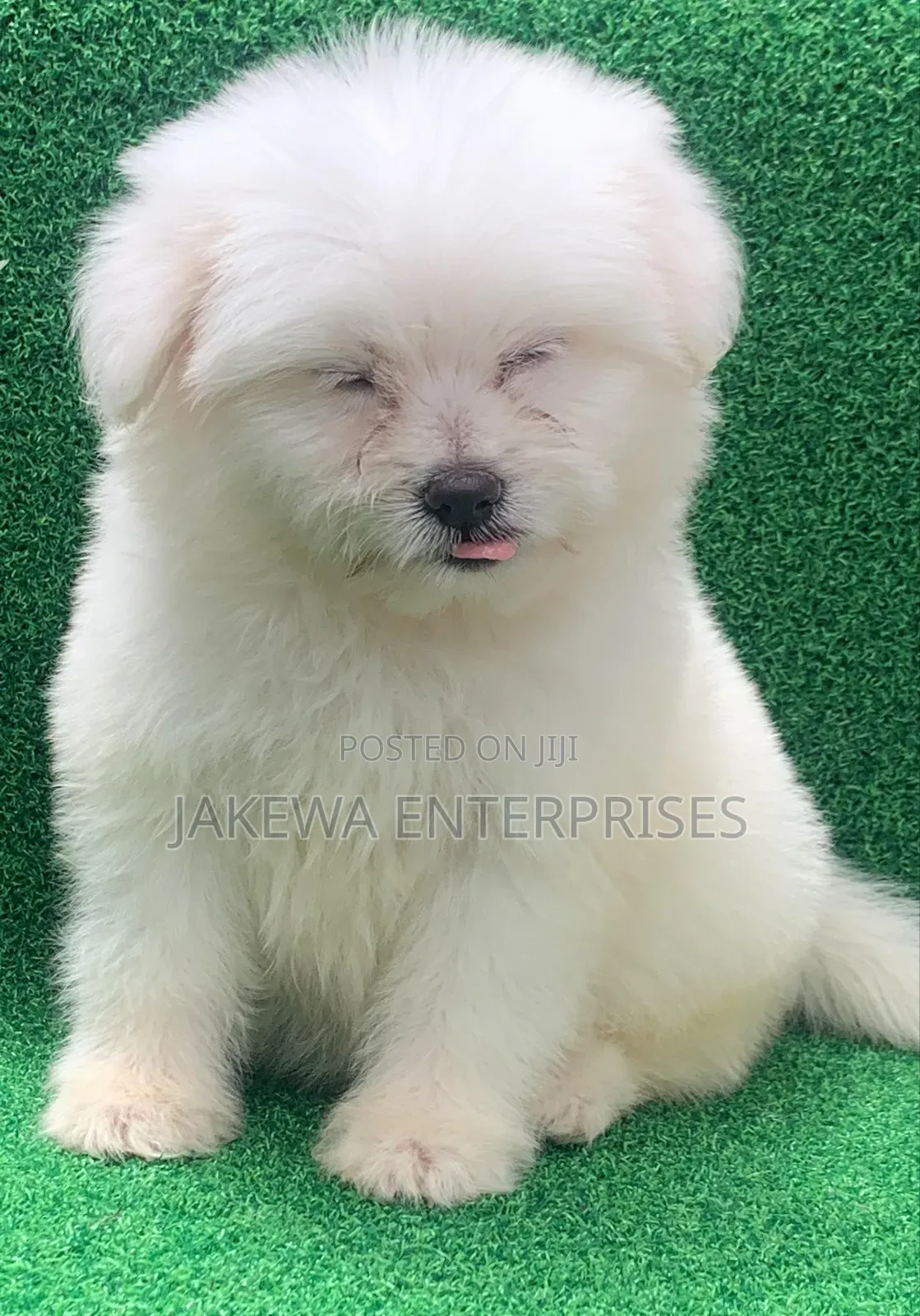 1-3 months Female Purebred Havanese