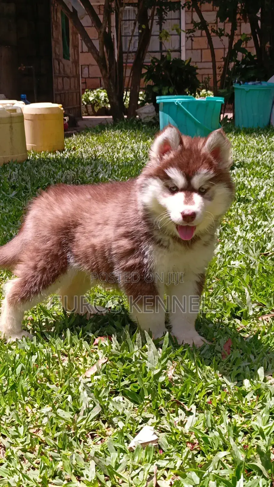 1-3 months Female Purebred Siberian Husky