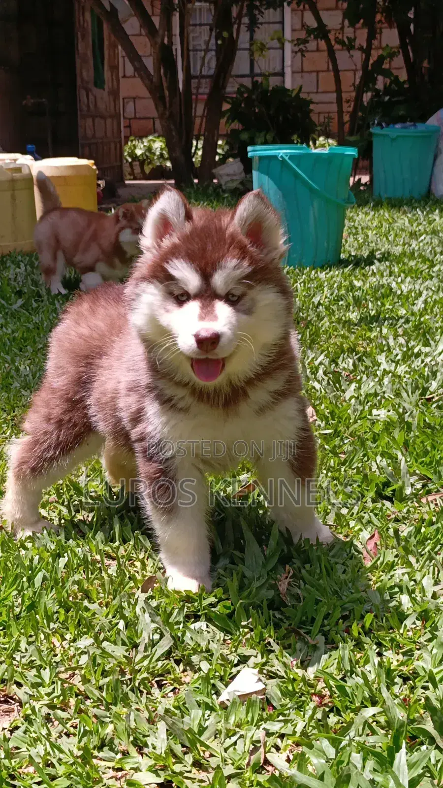 1-3 months Female Purebred Siberian Husky