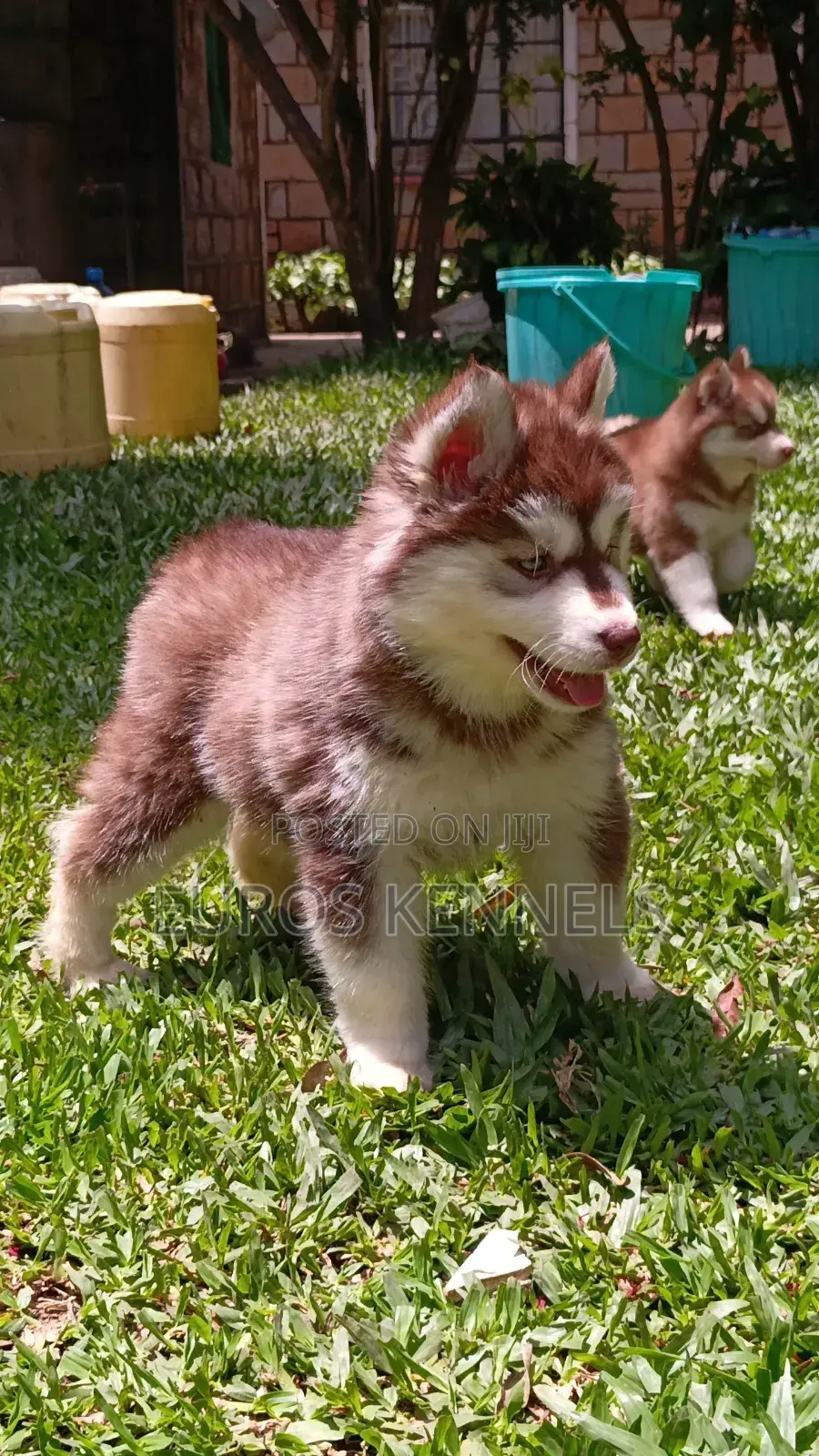 1-3 months Female Purebred Siberian Husky