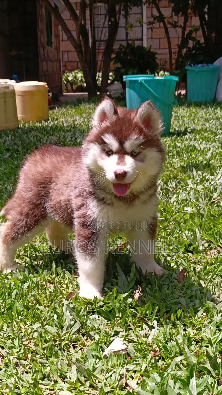 1-3 months Female Purebred Siberian Husky