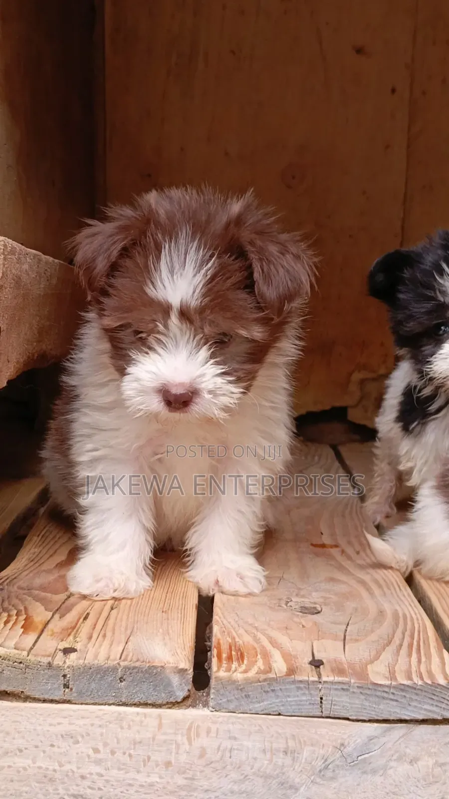 1-3 months Female Purebred Havanese