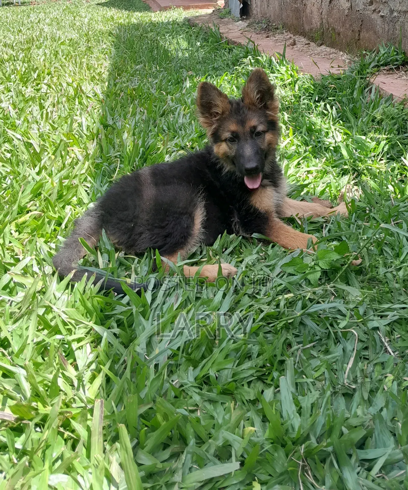 1-3 months Female Purebred German Shepherd