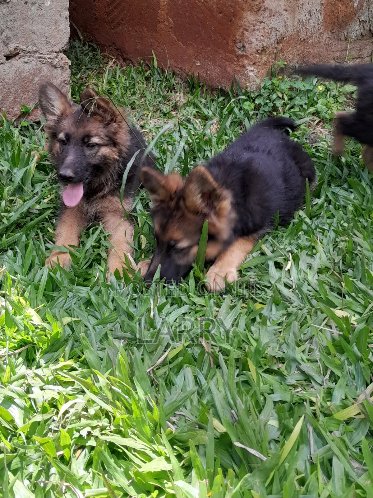 1-3 months Male Purebred German Shepherd