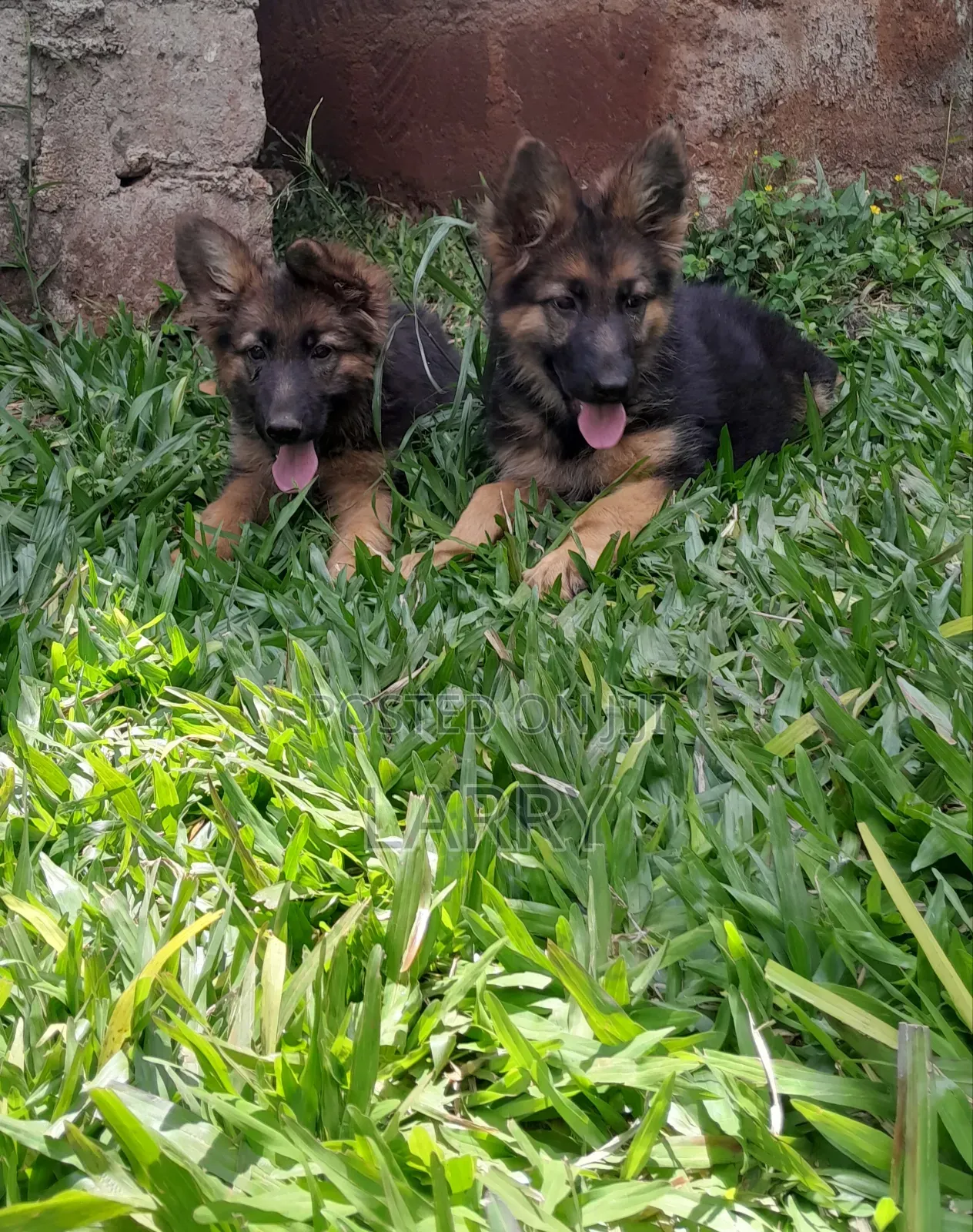 1-3 months Male Purebred German Shepherd