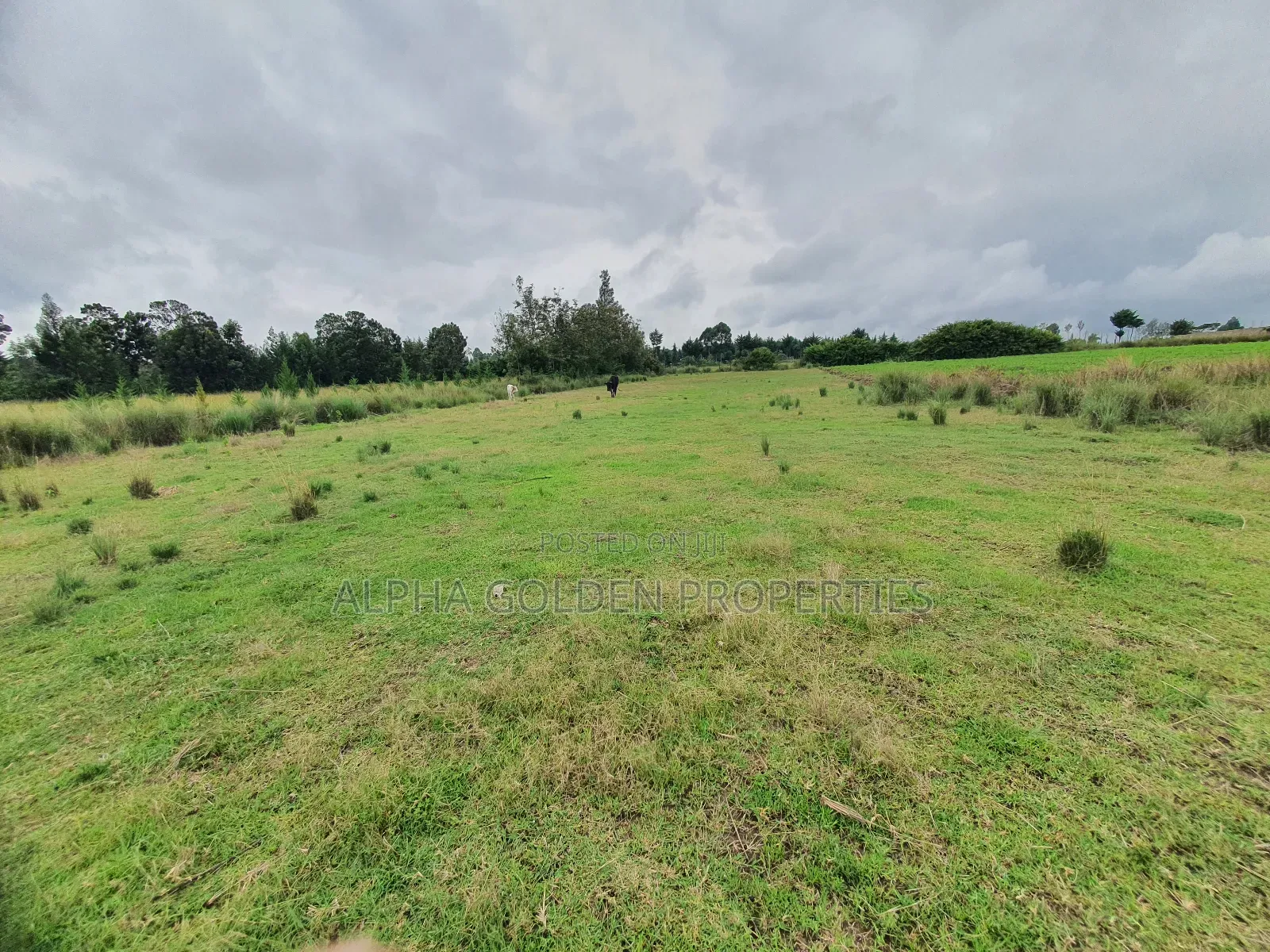 2 Acreas in Nanyuki [ Kwahuku ]