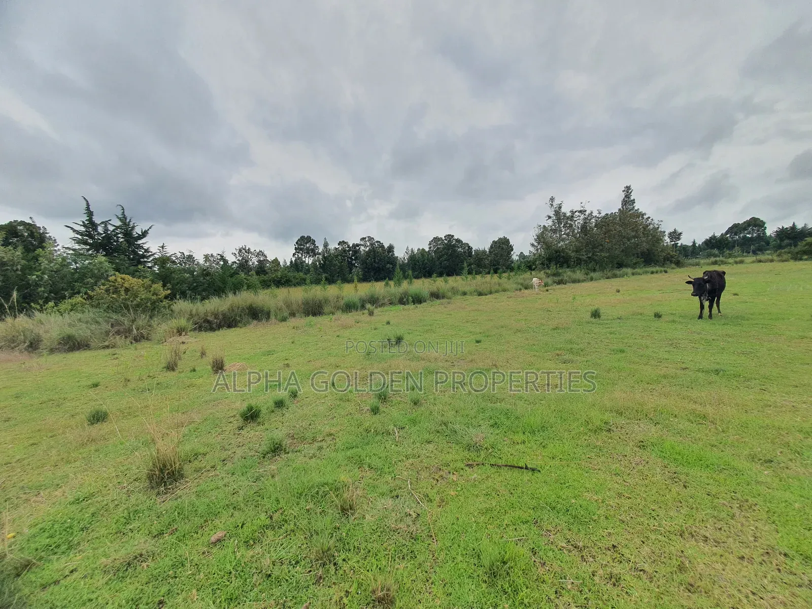 2 Acreas in Nanyuki [ Kwahuku ]