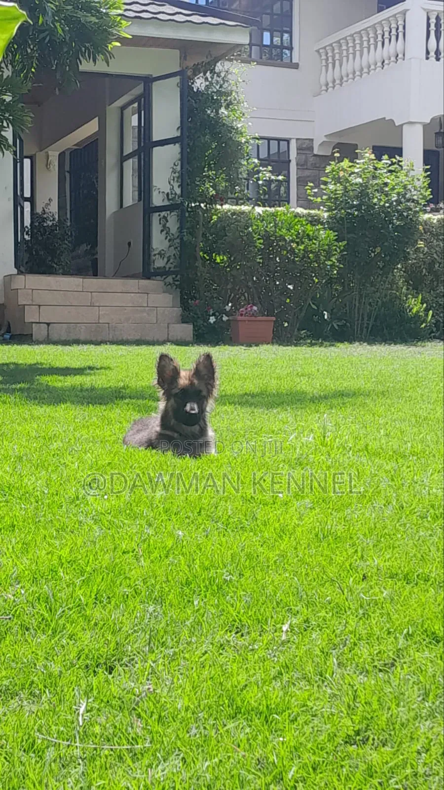 1-3 months Female Purebred German Shepherd