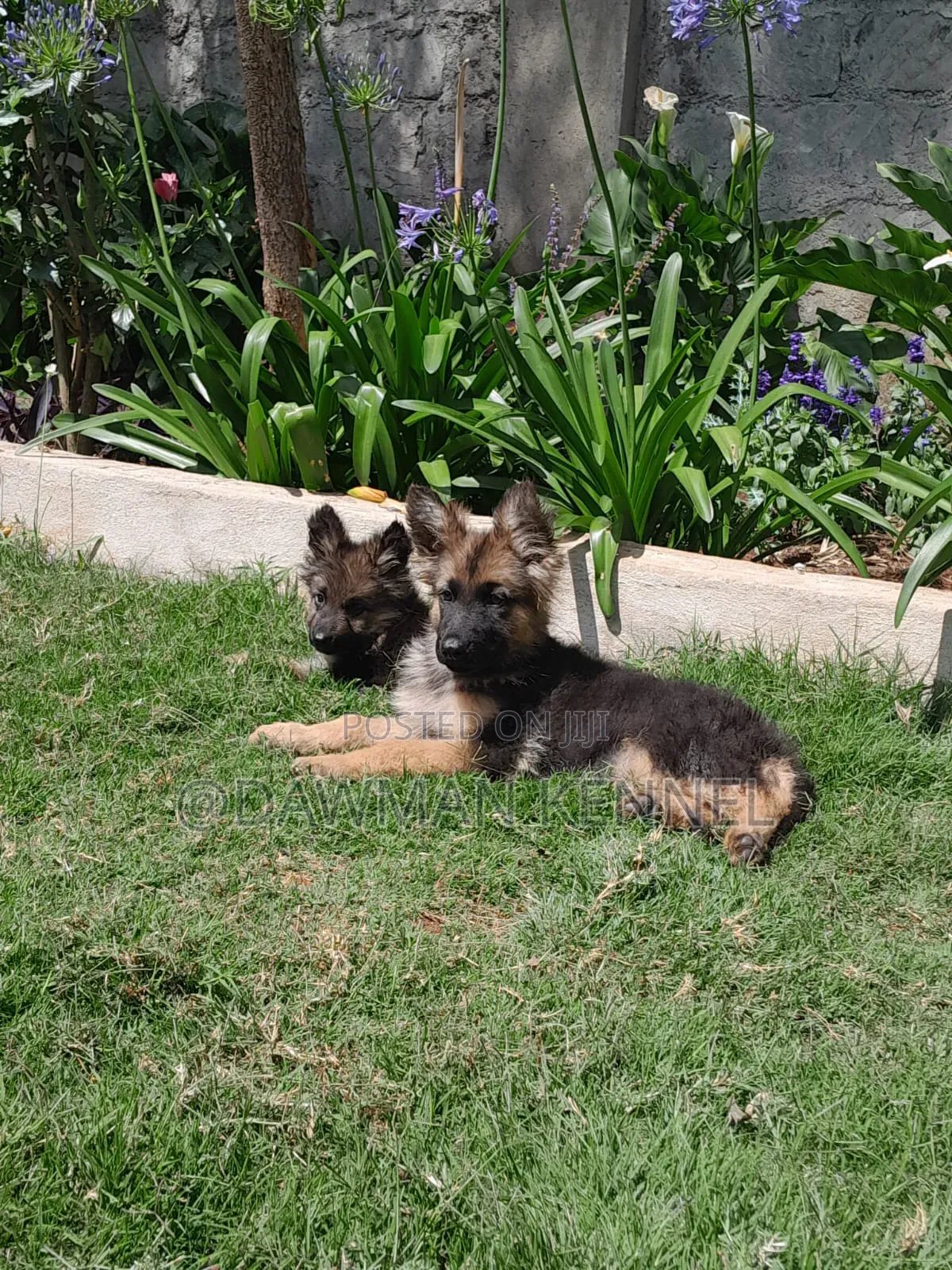 1-3 months Male Purebred German Shepherd