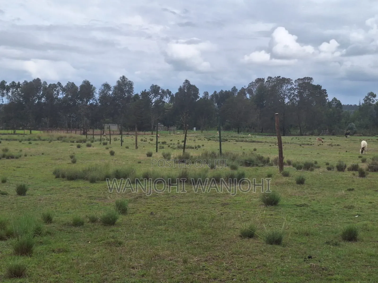 Leshau, Nyahururu Prime Plots