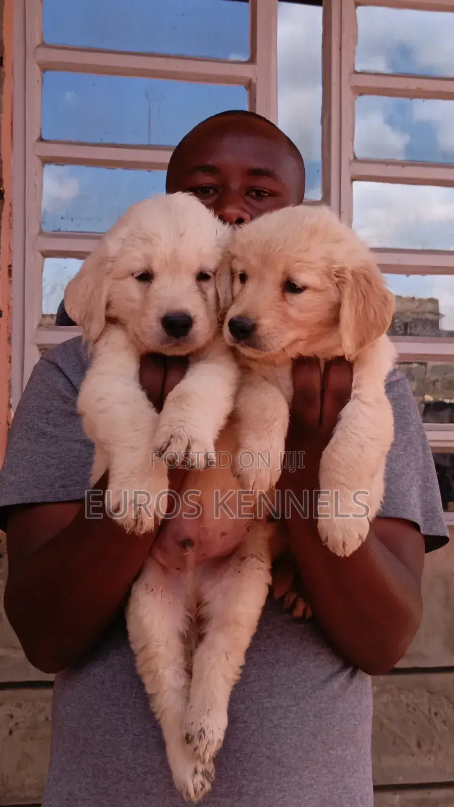 1-3 months Male Purebred Golden Retriever