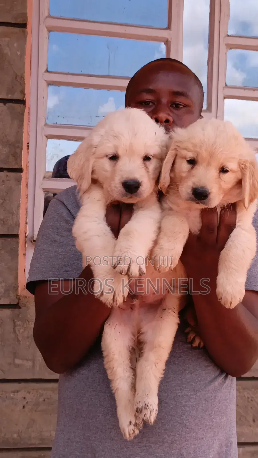 1-3 months Male Purebred Golden Retriever