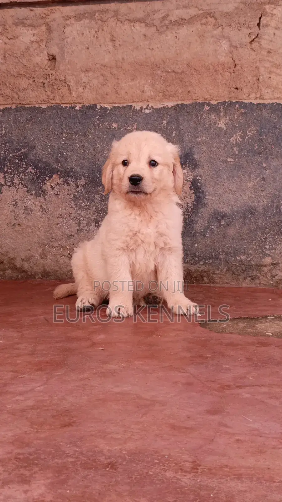 1-3 months Male Purebred Golden Retriever
