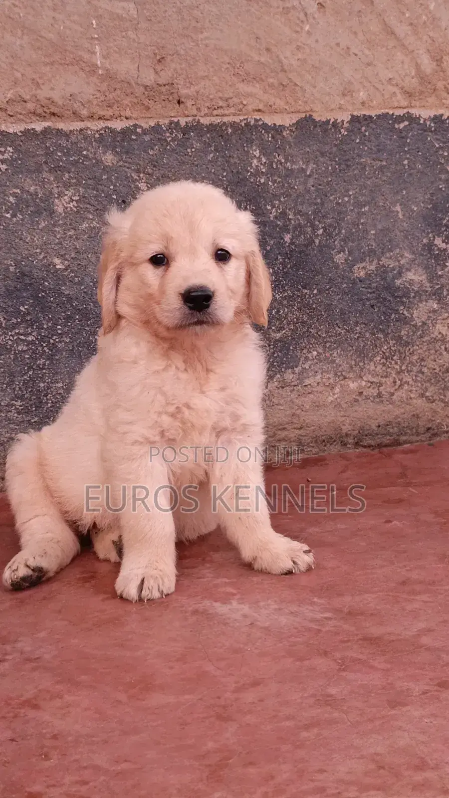 1-3 months Male Purebred Golden Retriever