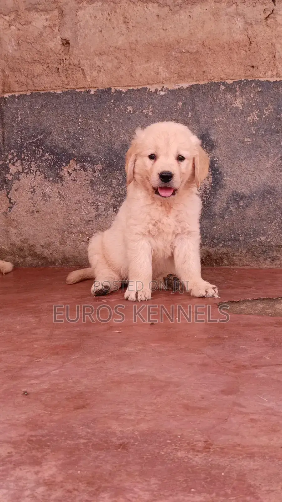 1-3 months Male Purebred Golden Retriever