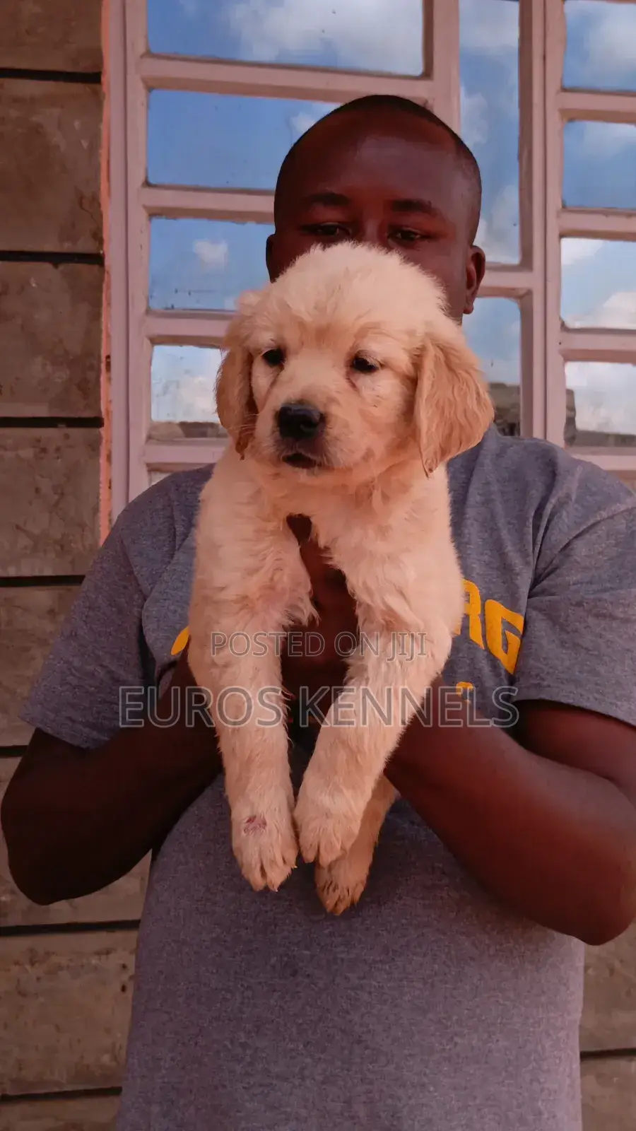 1-3 months Female Purebred Golden Retriever