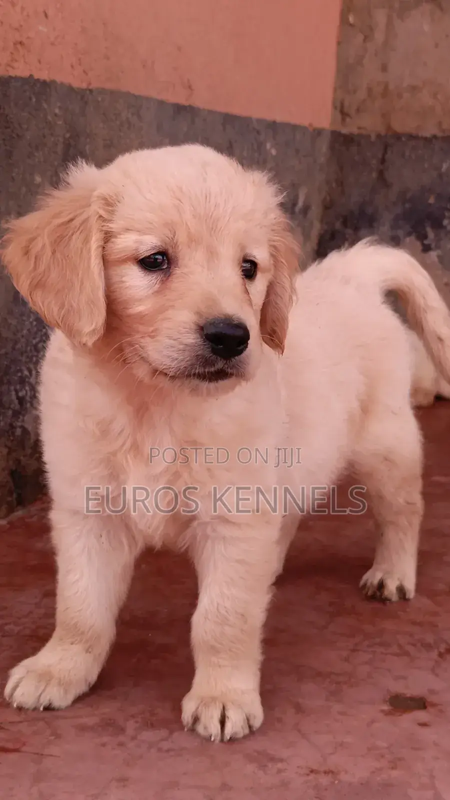 1-3 months Female Purebred Golden Retriever