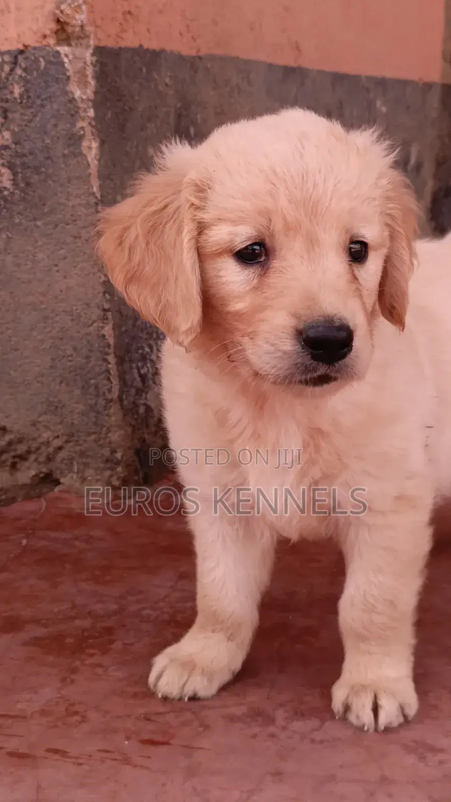 1-3 months Female Purebred Golden Retriever