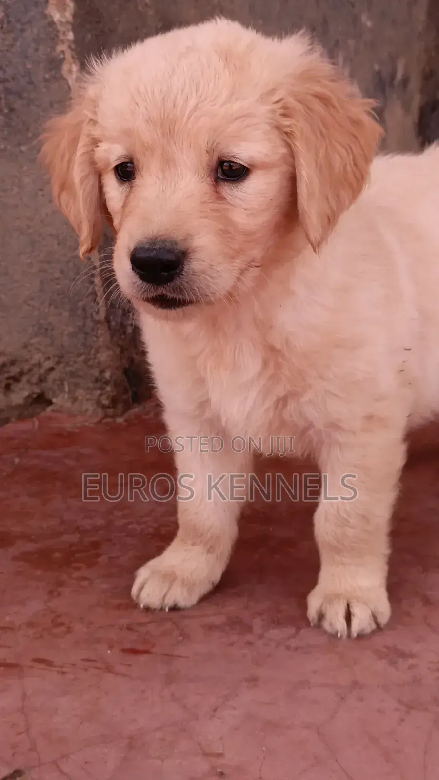 1-3 months Female Purebred Golden Retriever