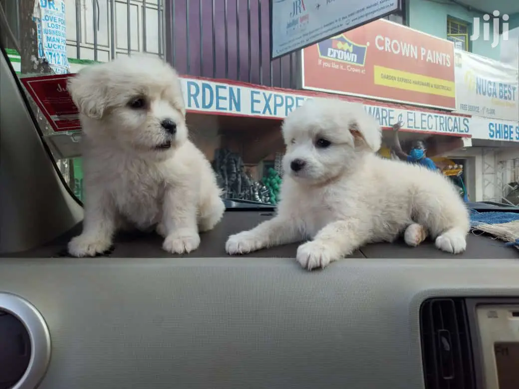 Female Purebred Japanese Spitz