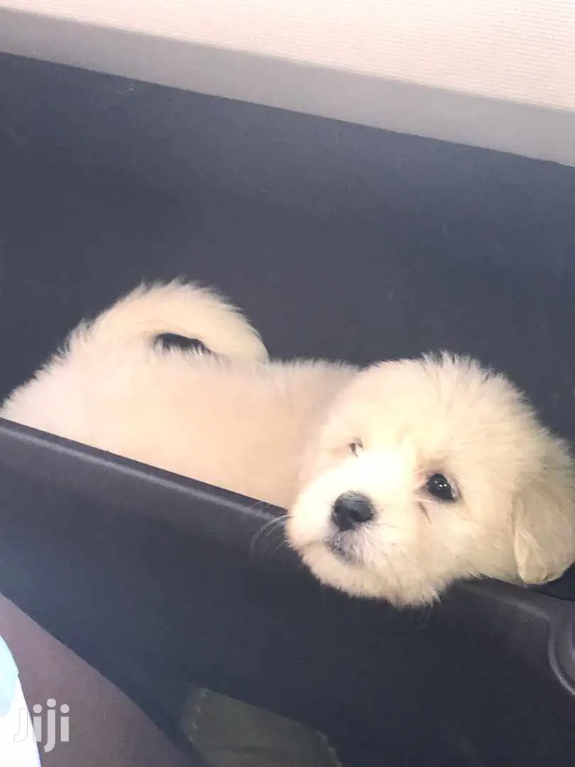 Baby Male Purebred Maltese