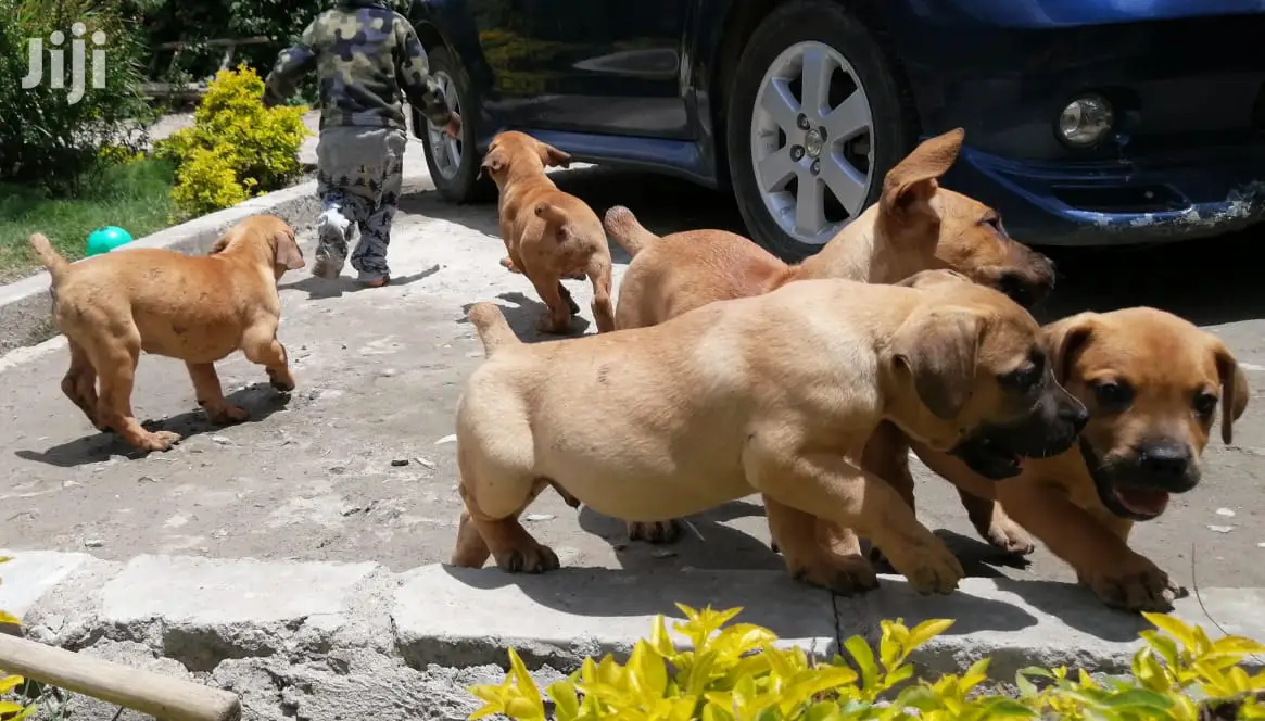 Baby Male Purebred Boerboel