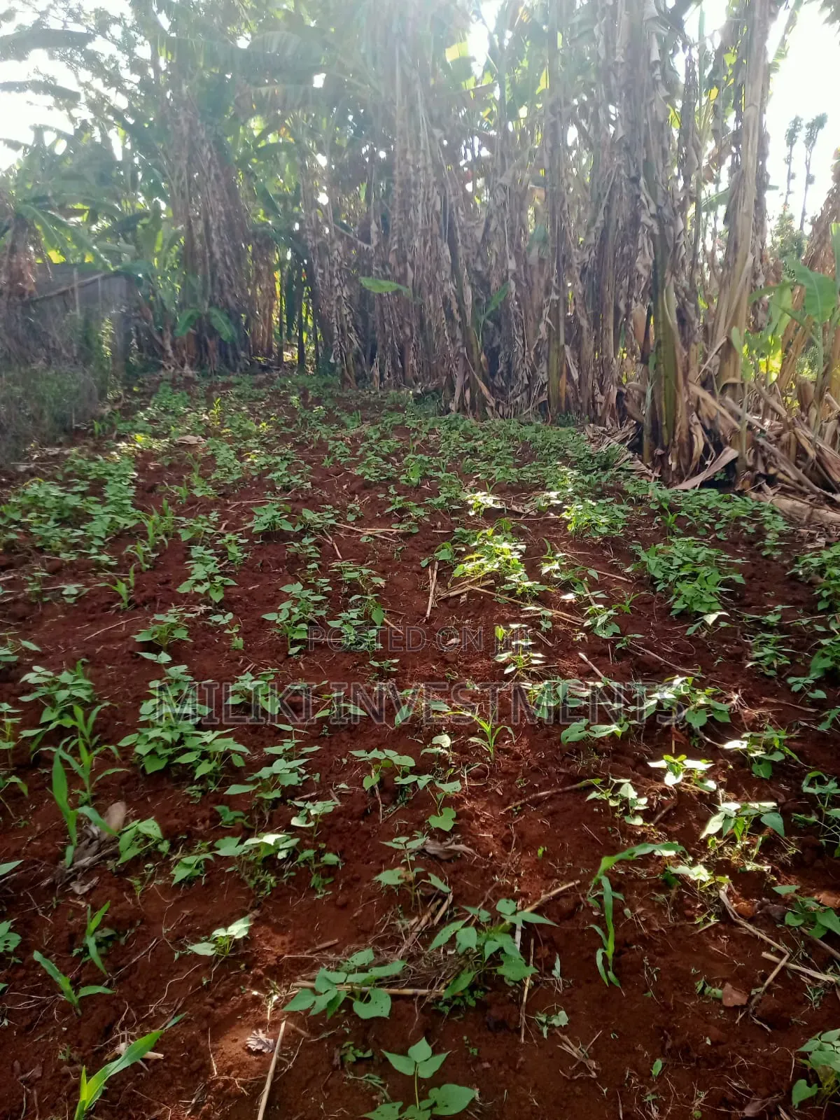 5 Acres on Sale Ta Kamahuha