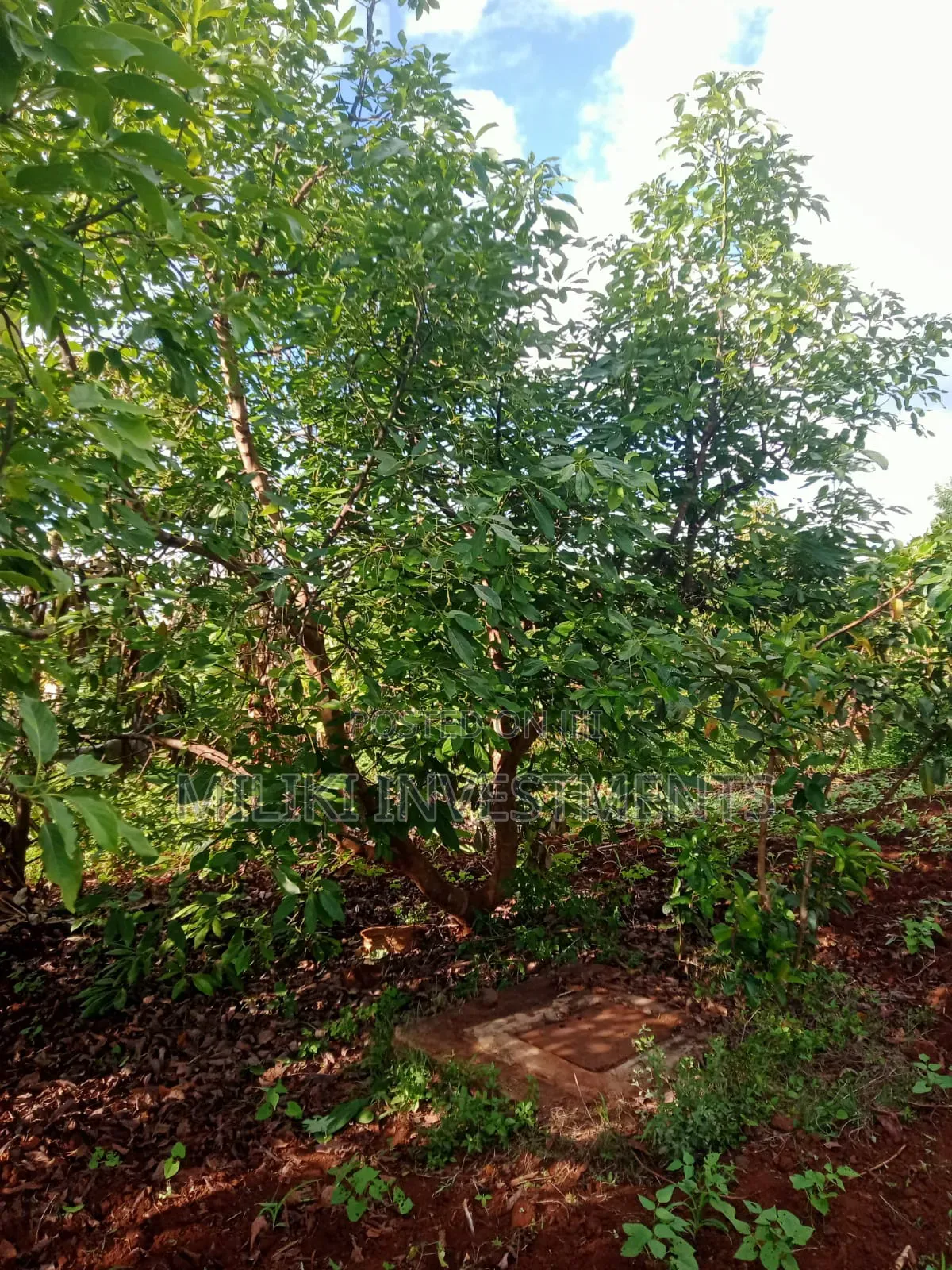 5 Acres on Sale Ta Kamahuha
