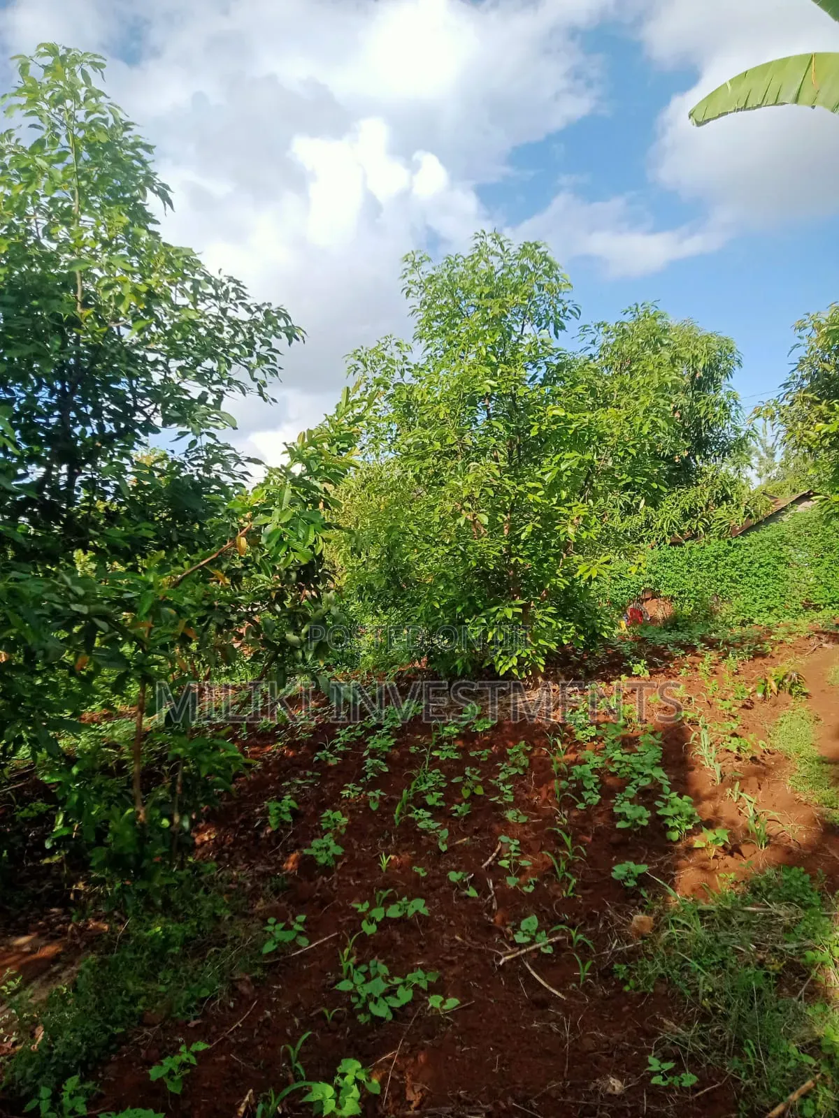 5 Acres on Sale Ta Kamahuha