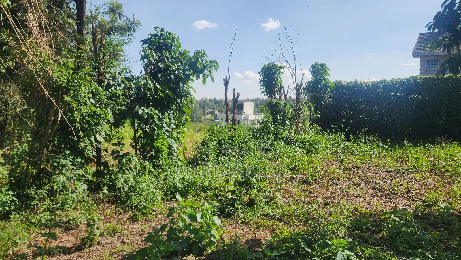 Mugumo Off Kamiti Road