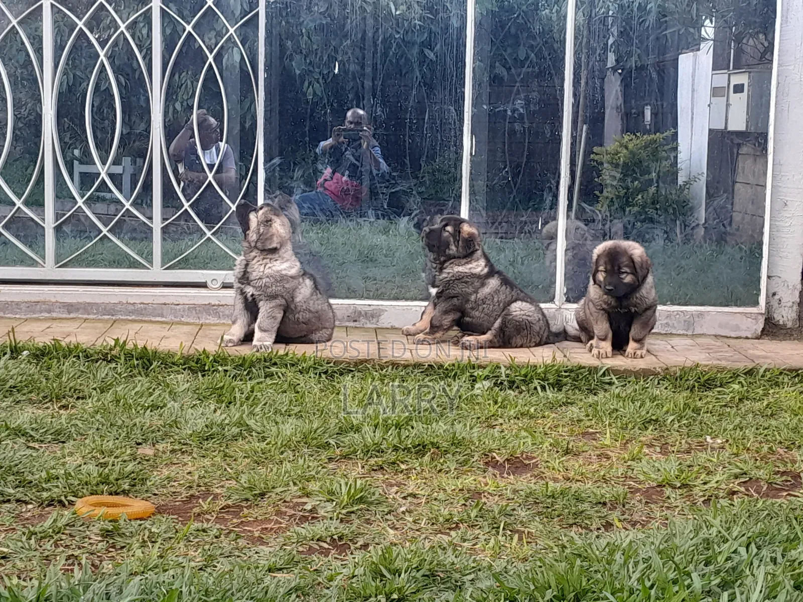 1-3 months Female Purebred Caucasian Shepherd