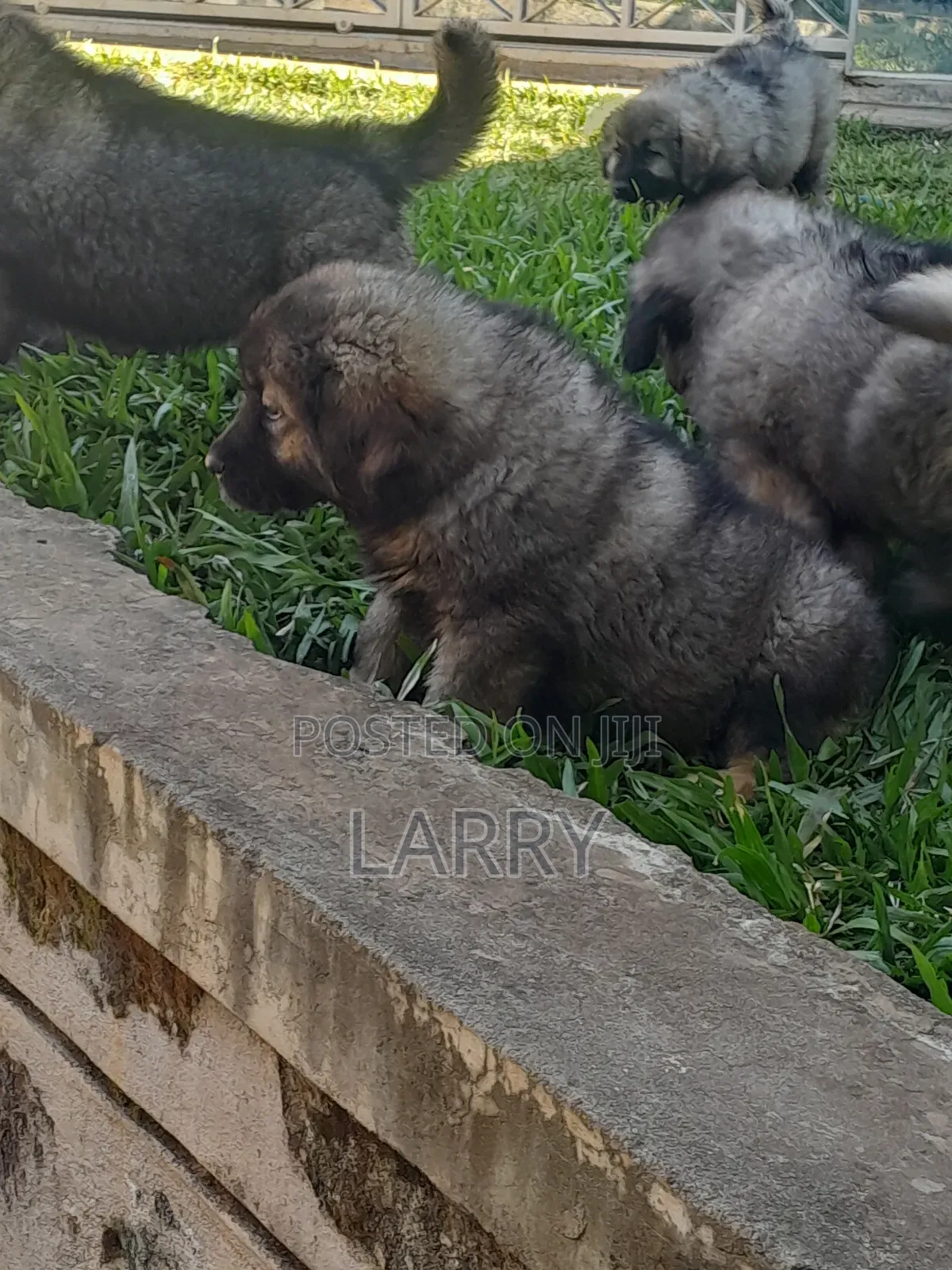 1-3 months Female Purebred Caucasian Shepherd
