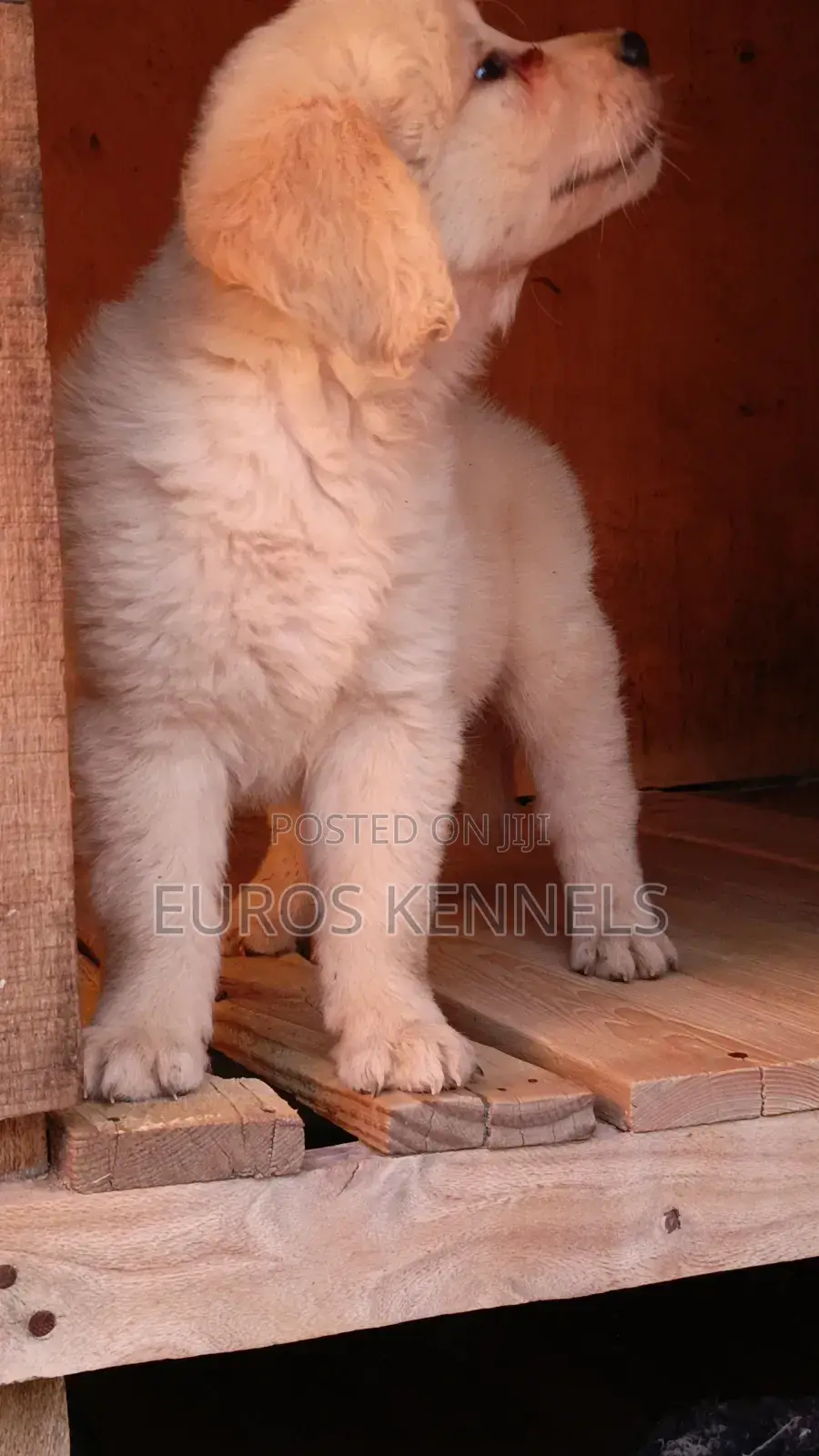 1-3 months Male Purebred Golden Retriever