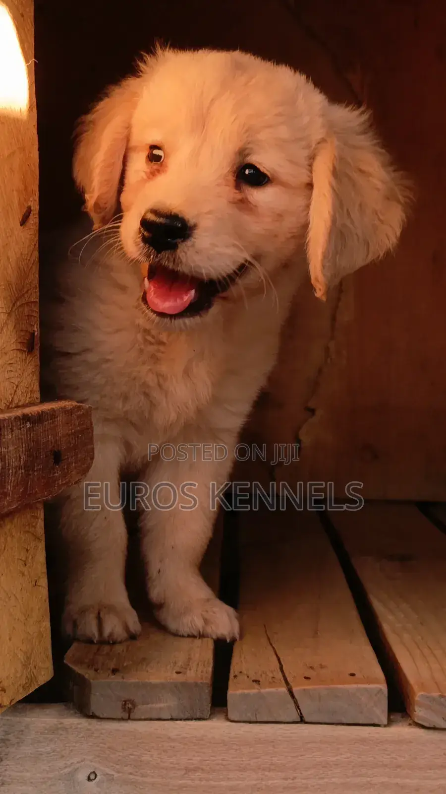 1-3 months Male Purebred Golden Retriever
