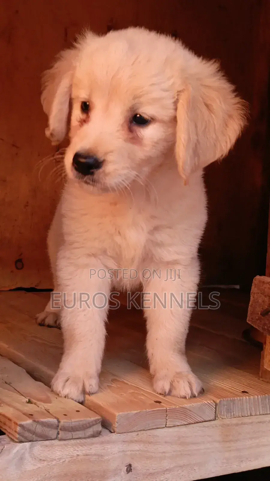 1-3 months Male Purebred Golden Retriever