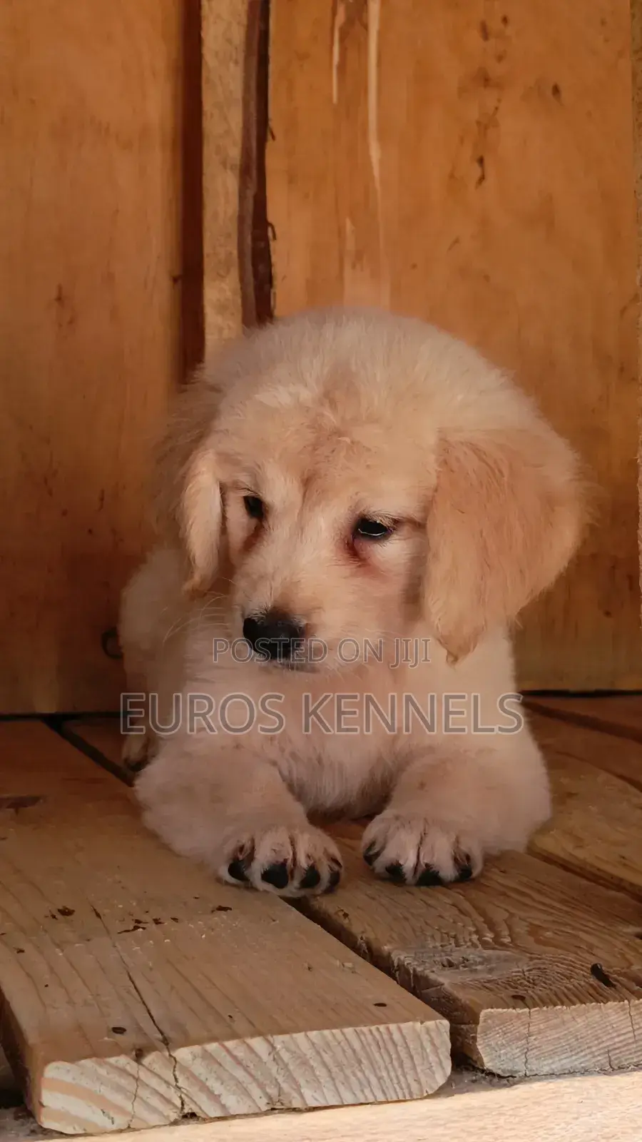 1-3 months Male Purebred Golden Retriever